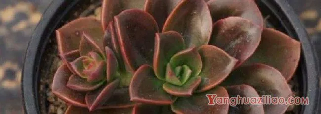 巧克力方砖侧芽要剪吗