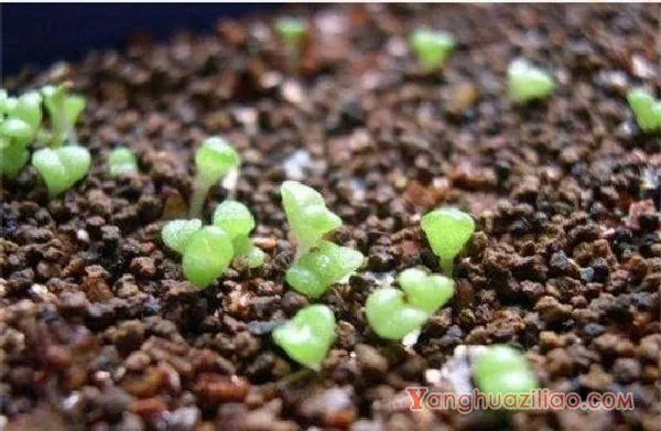 多肉植物子宝怎么养，五步教会你养殖子宝