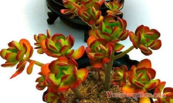 多肉植物黄金花月病虫害防治方法