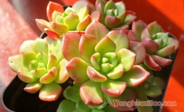 多肉蒂亚为什么变绿了