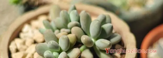 多肉种类