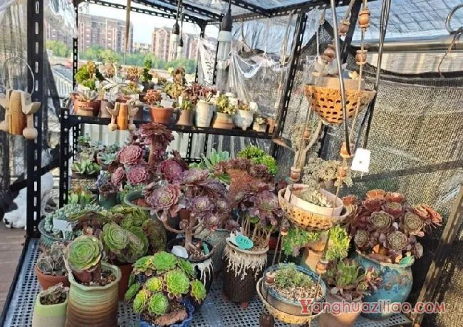 露台养多肉，你准备好了吗？