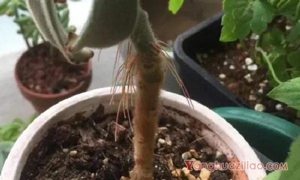 多肉气根要剪掉吗