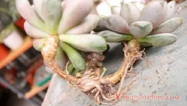 如何养多肉植物，多肉的养护技巧与繁殖方法