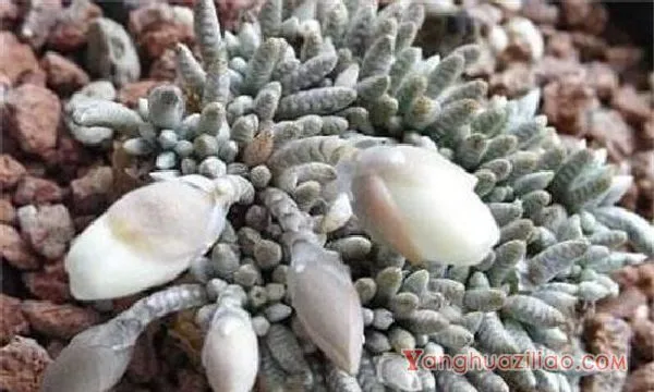 白花韧锦怎么浇水，夏季四周洒水降低温度