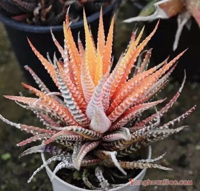 养植多肉植物条纹十二卷，有什么好方法么？具体该注意些什么？ 第4张