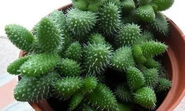 多肉植物雷童是怎么繁殖的