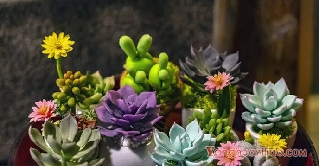 多肉昂斯诺就是露娜莲吗 多肉昂斯诺和露娜莲一样吗