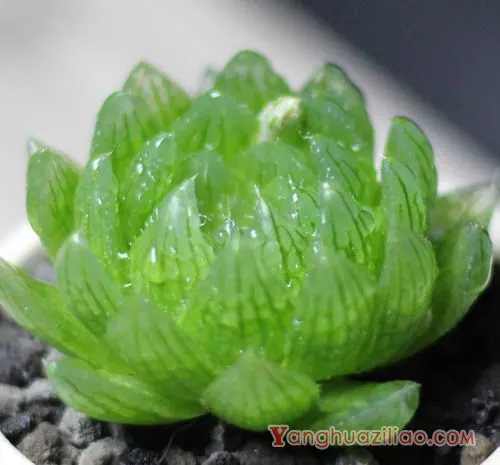 耐高温的多肉有哪些,适合暴晒的多肉 耐高温的多肉有哪些,适合暴晒的多肉