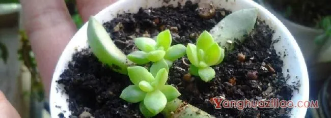 多肉烂叶子是什么原因