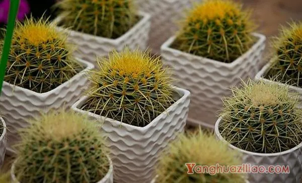 仙人球怎么种植，仙人掌种植经验分享