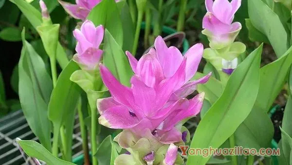 姜荷花的花语象征什么