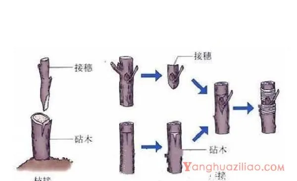 雅乐之舞如何安全过冬，保证温度适宜不受冻即可