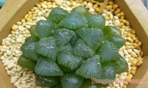 冰灯玉露怎么养