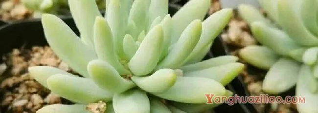 多肉树冰怎么繁殖