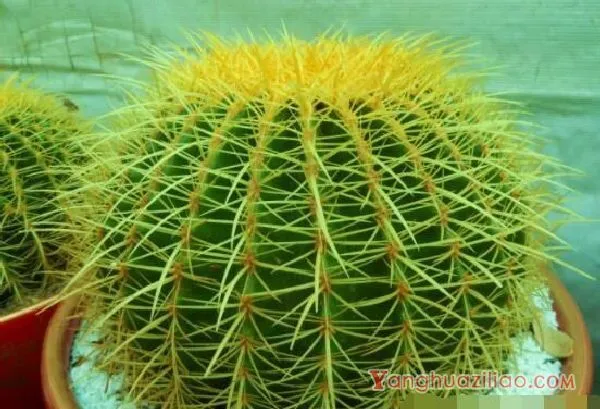 仙人球怎么施肥才正确,老农总结一年四季施肥方法