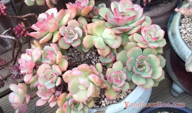 多肉植物用什么土最好