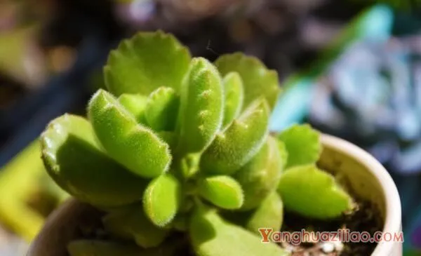 熊童子怎么养得肥厚，以下要点是熊童子生长的关键