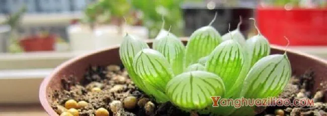 玉露土配方自制