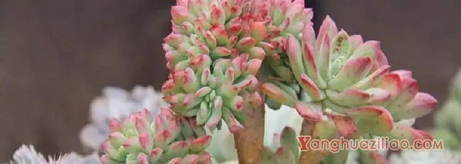 多肉根部杆子发黑