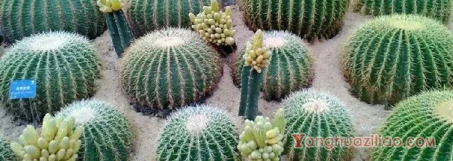 仙人球出锦是什么原因