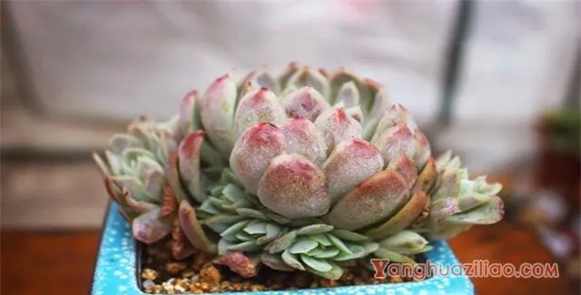 多肉土怎么配制