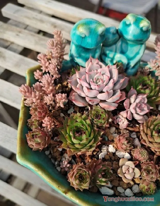 露台养多肉，你准备好了吗？