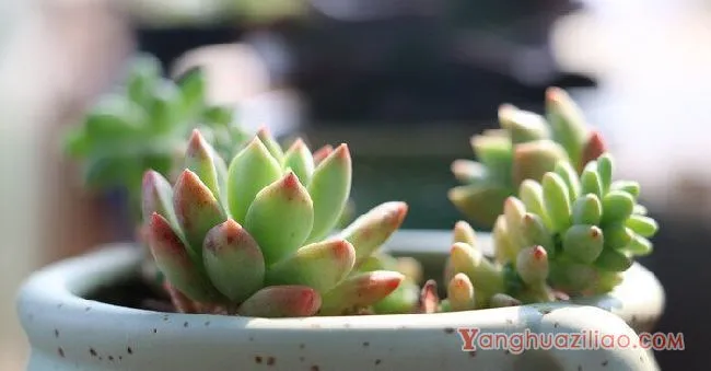 多肉最低温度能承受多少度 多肉能忍耐的最低温度是多少