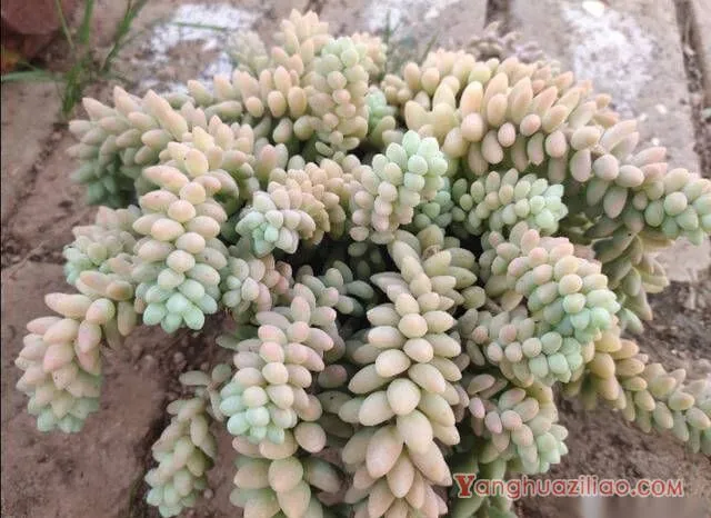 玉缀多肉如何扦插 玉缀多肉如何扦插