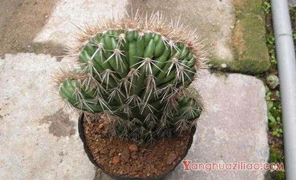 仙人球是怎样繁殖的，有扦插/嫁接/播种三种方法