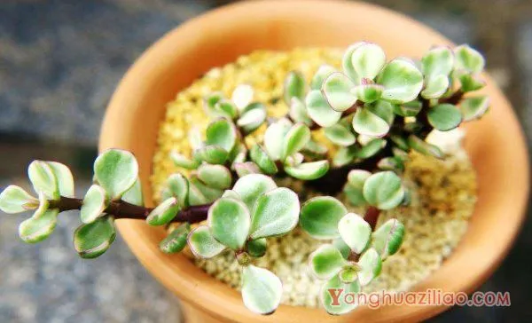 雅乐之舞怎么养成粉色,掌握以下要点是关键