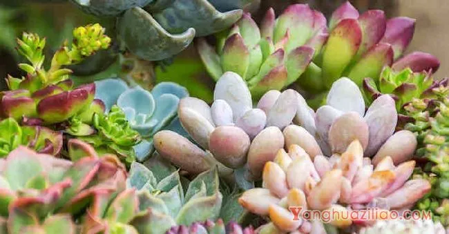 淡雪耐寒多少度 多肉淡雪耐寒多少度