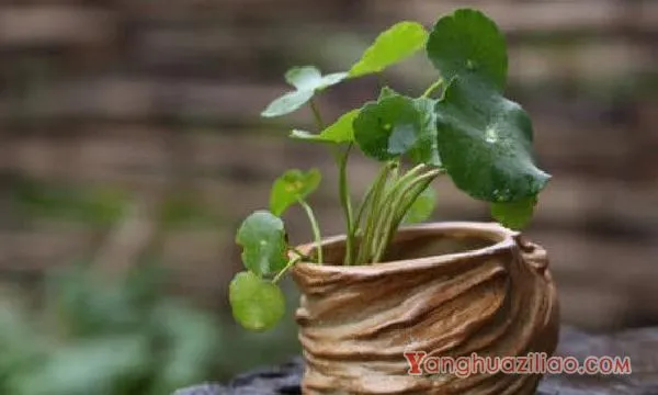 多肉可以水培吗?需要注意什么?