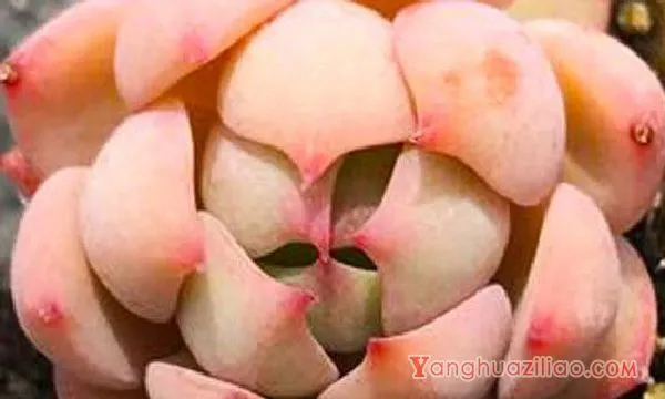 多肉植物招飞虫怎么办