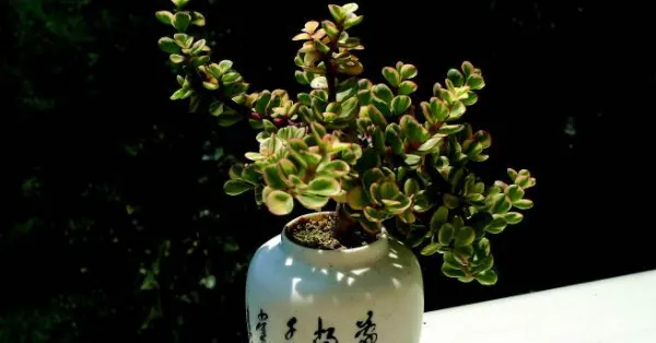 雅乐之舞怎么养成粉色,掌握以下要点是关键