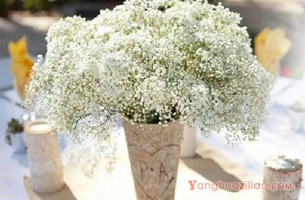 多肉吸财树开花吗、养殖方法和注意事项