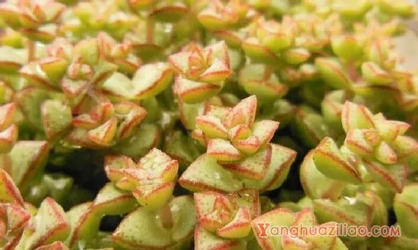 多肉植物招飞虫怎么办