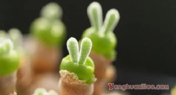 如何养多肉植物，多肉的养护技巧与繁殖方法