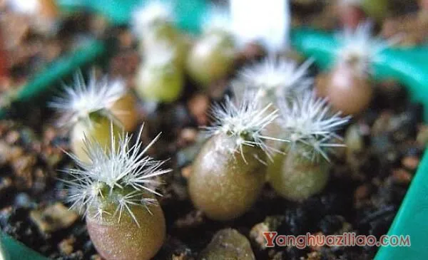 仙人球是怎样繁殖的，有扦插/嫁接/播种三种方法