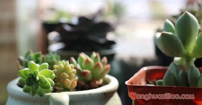 多肉最低温度能承受多少度 多肉能忍耐的最低温度是多少