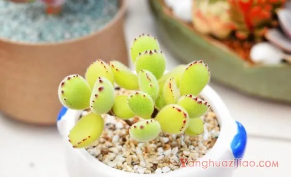 熊童子怎么养得肥厚，以下要点是熊童子生长的关键