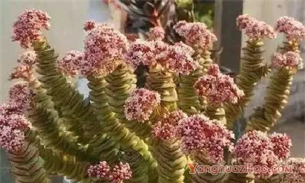 钱串多肉木质化的解决方法