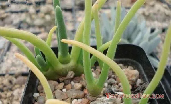 碧光环能修根换土吗,建议在每年的春季更换土壤