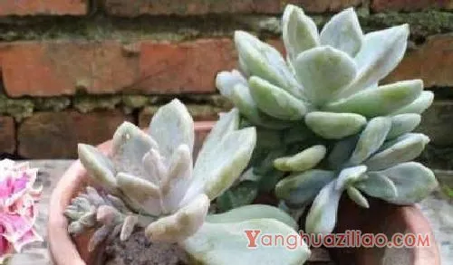 多肉买回后的种植方法 要浇水