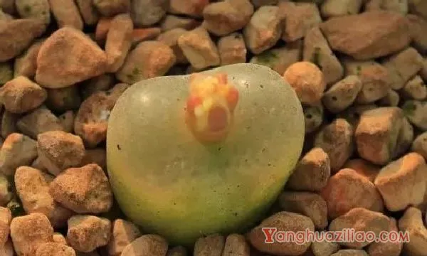 多肉毛汉尼为啥贵