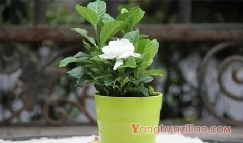 多肉吸财树开花吗、养殖方法和注意事项