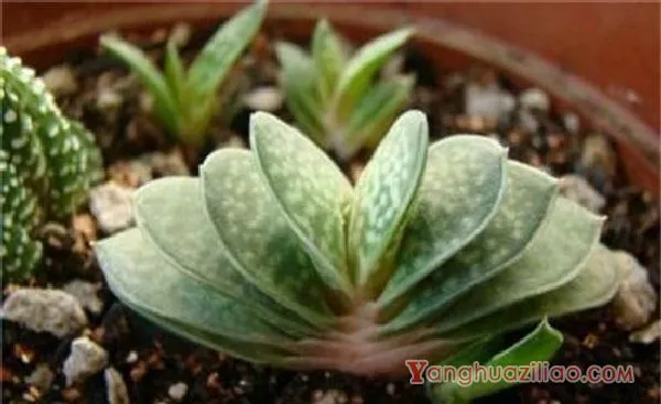 多肉植物子宝怎么养，五步教会你养殖子宝