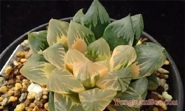 最贵的冰灯玉露130万，普货玉露10～30元/出锦后价格增百倍