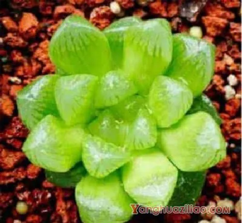 适合水培的多肉品种 第2张