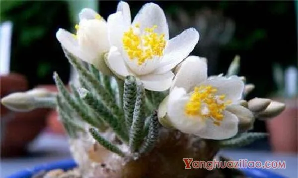 白花韧锦怎么浇水，夏季四周洒水降低温度